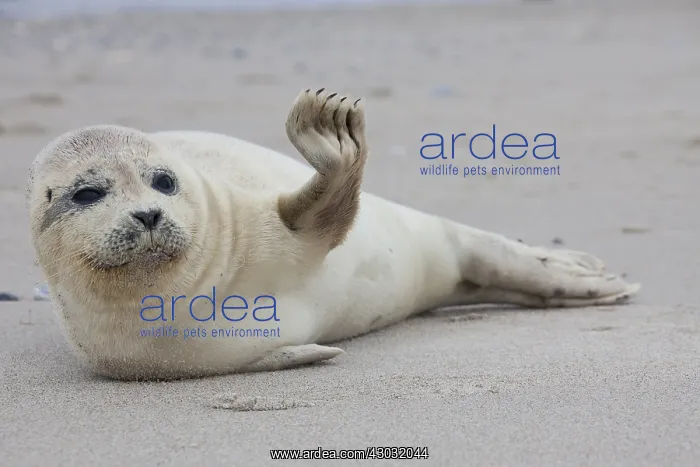 : Common / Harbour Seal - young seal resting on the : Common / Harbour Seal - young seal resting on the
