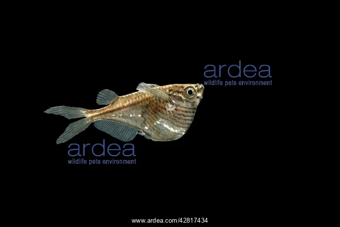: Common hatchetfish : Common hatchetfish