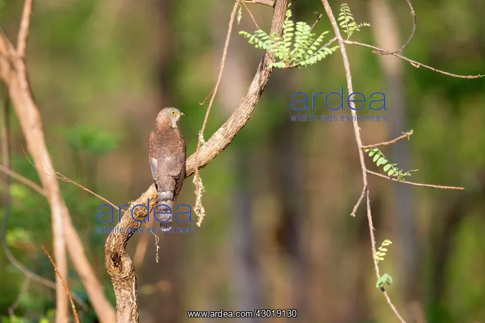 : Common Hawk-Cuckoo / Brainfever Bird : Common Hawk-Cuckoo / Brainfever Bird