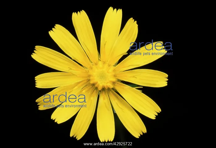 : Common Hawkbit : Common Hawkbit