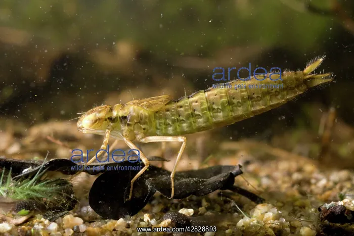 : Common Hawker Dragonfly larva : Common Hawker Dragonfly larva