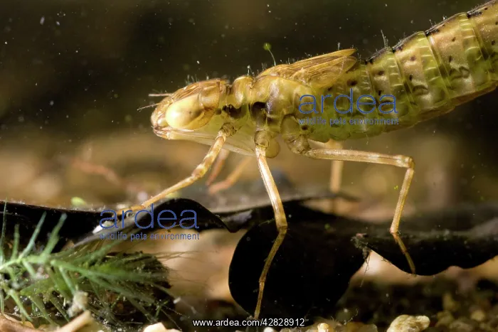 : Common Hawker Dragonfly larva : Common Hawker Dragonfly larva