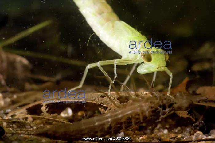 : Common Hawker Dragonfly larva - shortly after shedding : Common Hawker Dragonfly larva - shortly after shedding