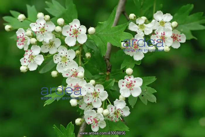 : Common Hawthorn : Common Hawthorn