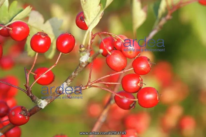 : Common Hawthorn - with berries : Common Hawthorn - with berries