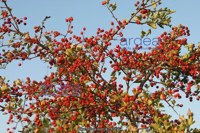 : Common Hawthorn - with berries : Common Hawthorn - with berries