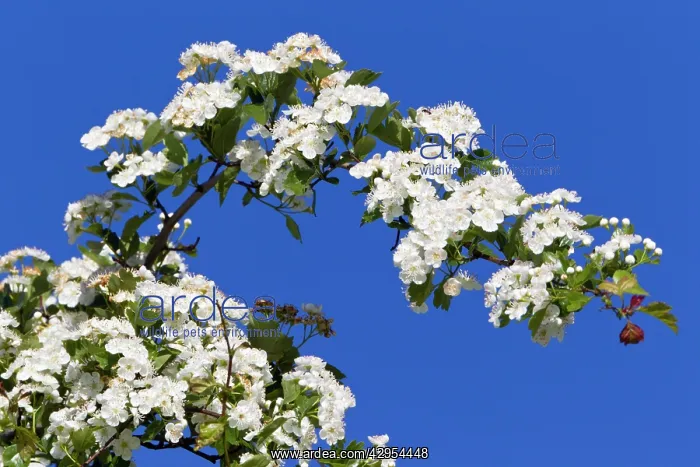 : Common Hawthorn - blossom : Common Hawthorn - blossom