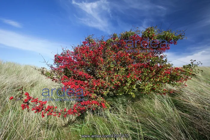: Common Hawthorn - bush full of ripened berries : Common Hawthorn - bush full of ripened berries
