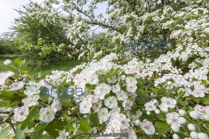 : Common Hawthorn (Crataegus monogyna) in full bl : Common Hawthorn (Crataegus monogyna) in full bl