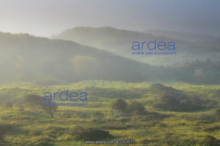  : Common Hawthorn (Crataegus monogyna) in dune valley on misty morning at sunrise