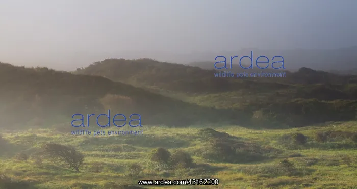 : Common Hawthorn (Crataegus monogyna) in dune valley on misty morning at sunrise : Common Hawthorn (Crataegus monogyna) in dune valley on misty morning at sunrise