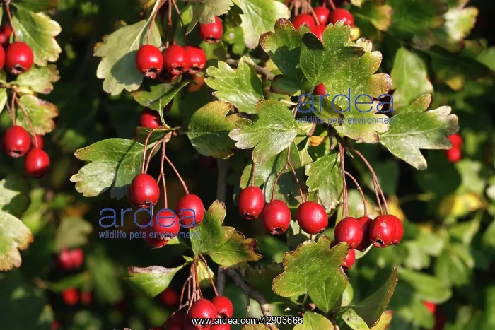 : Common Hawthorn - with fruit : Common Hawthorn - with fruit
