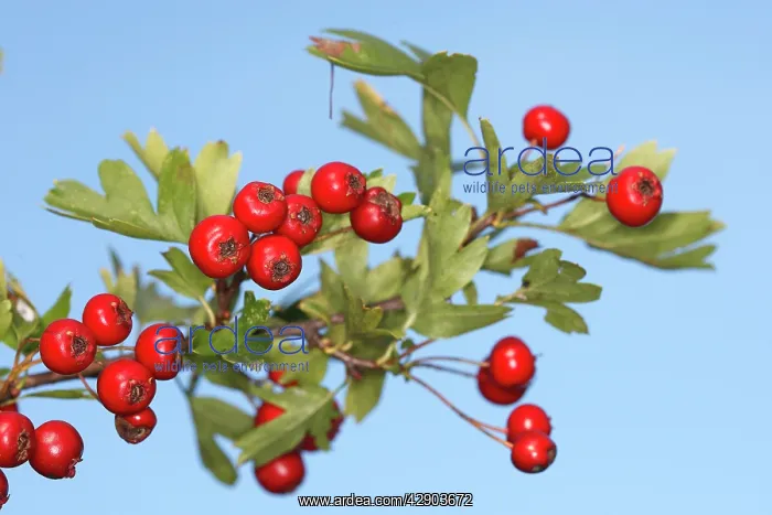 : Common Hawthorn - with fruit : Common Hawthorn - with fruit