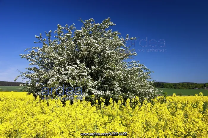 : Common Hawthorn and Rape Seed (Brassica napus) - blossom : Common Hawthorn and Rape Seed (Brassica napus) - blossom