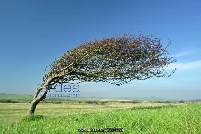 : Common Hawthorn, wind swept specimen bent nearly : Common Hawthorn, wind swept specimen bent nearly