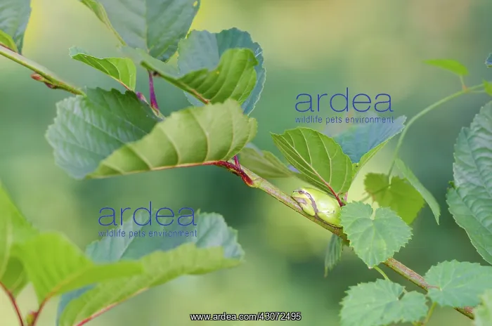 : Common Hazel : Common Hazel