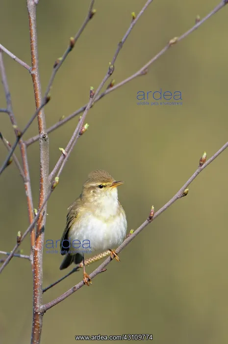 : Common Hazel : Common Hazel
