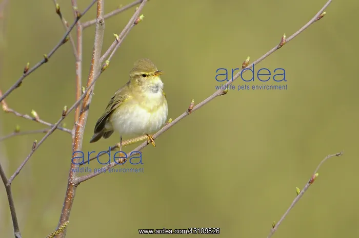 : Common Hazel : Common Hazel