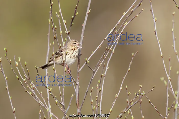 : Common Hazel : Common Hazel