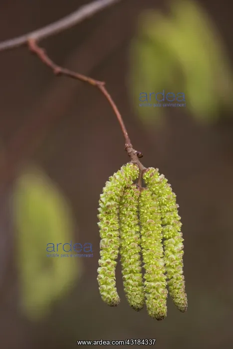 : Common Hazel : Common Hazel
