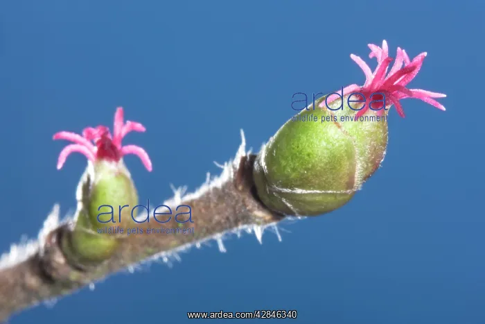 : Common Hazel - catkins : Common Hazel - catkins