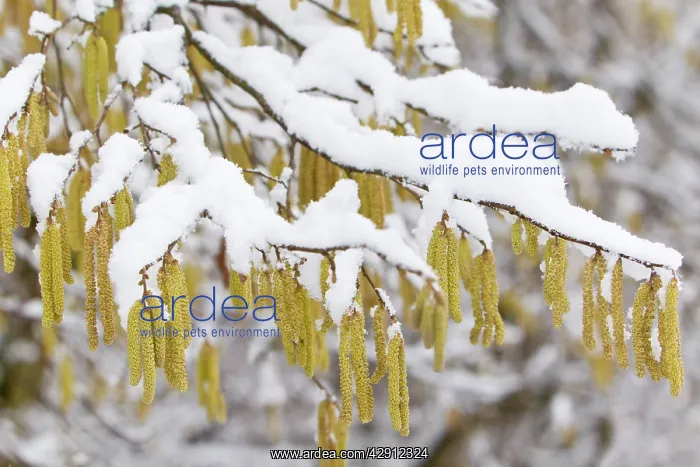 : Common Hazel - catkins covered in snow : Common Hazel - catkins covered in snow
