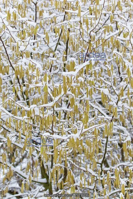: Common Hazel - catkins covered in snow : Common Hazel - catkins covered in snow