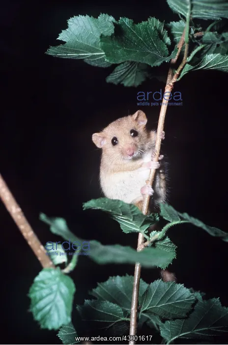 : Common / Hazel DORMOUSE - : Common / Hazel DORMOUSE -