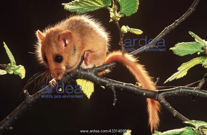 : Common / Hazel DORMOUSE - balancing on branch : Common / Hazel DORMOUSE - balancing on branch