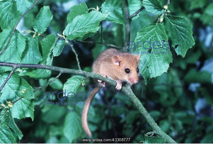 : Common / Hazel DORMOUSE - in branch fork : Common / Hazel DORMOUSE - in branch fork