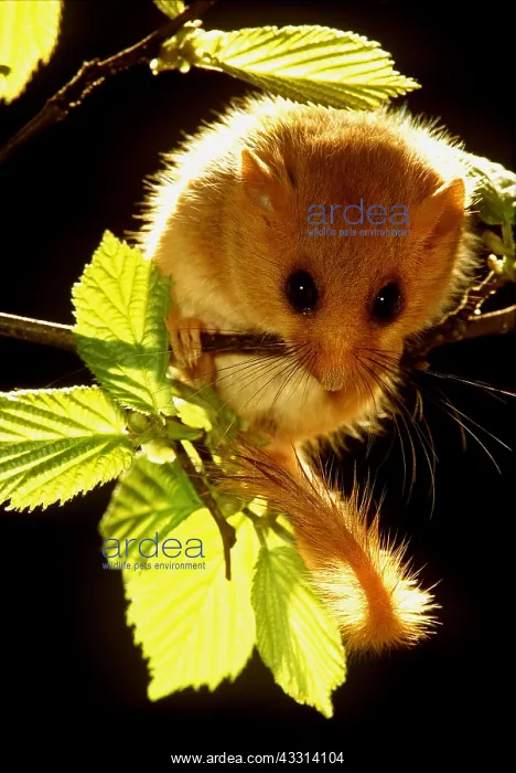 : Common / Hazel DORMOUSE - on branch, amongst leaves : Common / Hazel DORMOUSE - on branch, amongst leaves