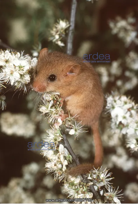 : Common / Hazel DORMOUSE - climbing in Blackthorn : Common / Hazel DORMOUSE - climbing in Blackthorn