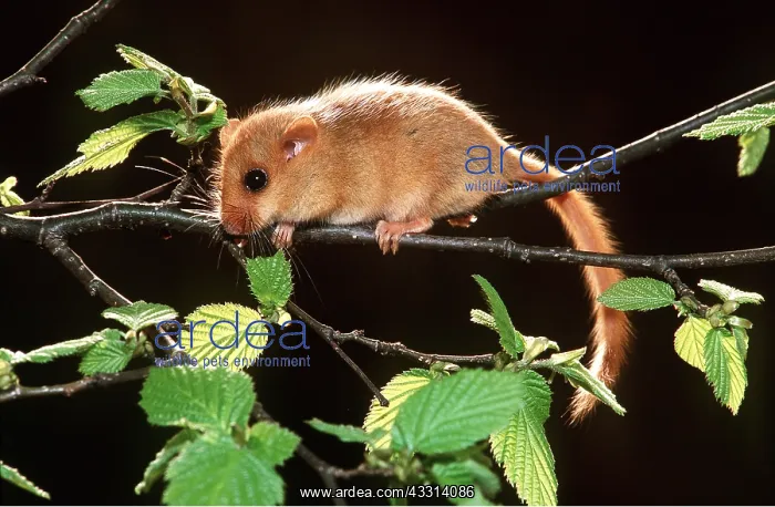 : Common / Hazel DORMOUSE - climbing along branch : Common / Hazel DORMOUSE - climbing along branch