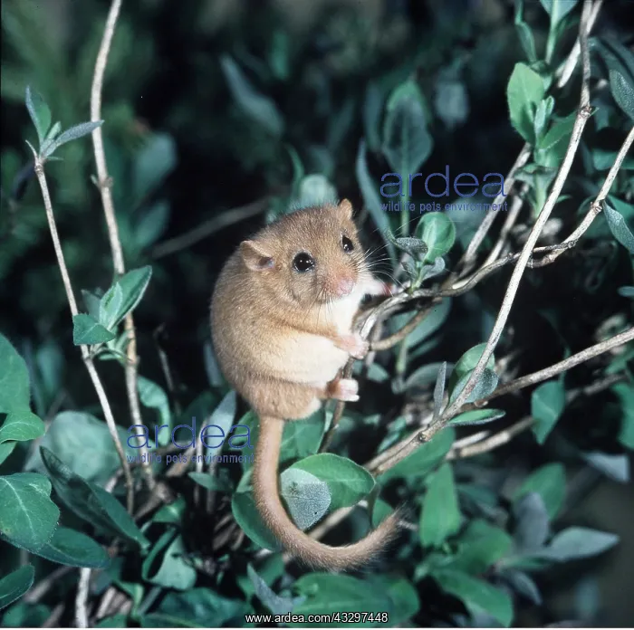 : Common / Hazel DORMOUSE - climbing in honeysuckle : Common / Hazel DORMOUSE - climbing in honeysuckle