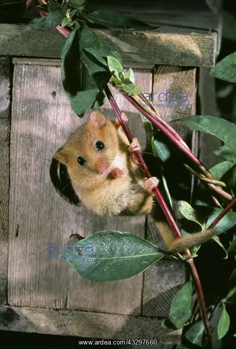  : Common  /  Hazel DORMOUSE - climbing honeysuckle stem