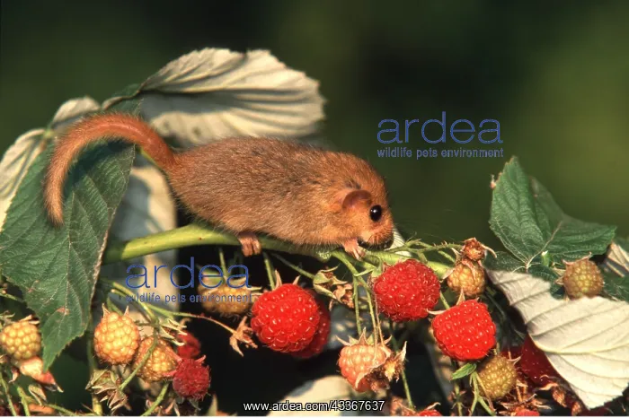 : Common / Hazel DORMOUSE - climbs raspberry stem : Common / Hazel DORMOUSE - climbs raspberry stem