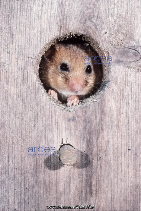 : Common / Hazel DORMOUSE - face peeping out of nest box : Common / Hazel DORMOUSE - face peeping out of nest box