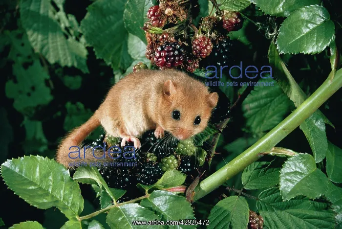 : Common / Hazel DORMOUSE - feeding : Common / Hazel DORMOUSE - feeding