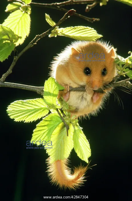 : Common / Hazel DORMOUSE - hanging from branch amongst leaves : Common / Hazel DORMOUSE - hanging from branch amongst leaves