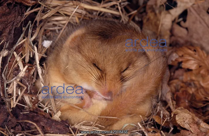 : Common / Hazel DORMOUSE - Hibernating : Common / Hazel DORMOUSE - Hibernating