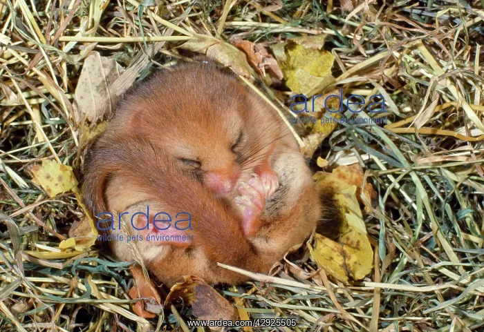 : Common / Hazel DORMOUSE - hibernating : Common / Hazel DORMOUSE - hibernating