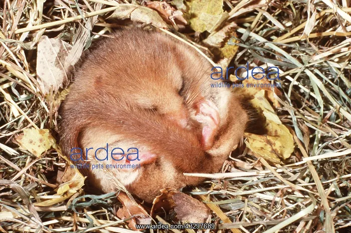 : Common / Hazel DORMOUSE - hibernating : Common / Hazel DORMOUSE - hibernating