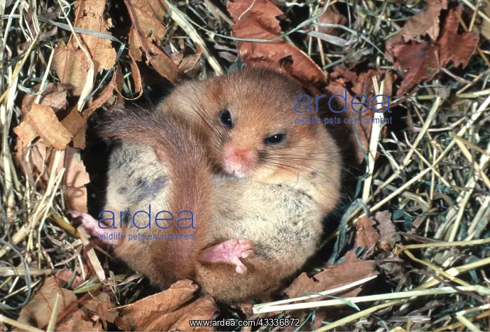 : Common / Hazel DORMOUSE - hibernating : Common / Hazel DORMOUSE - hibernating