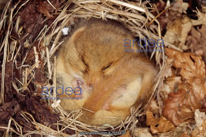 : Common / Hazel DORMOUSE - HIbernating, close up : Common / Hazel DORMOUSE - HIbernating, close up