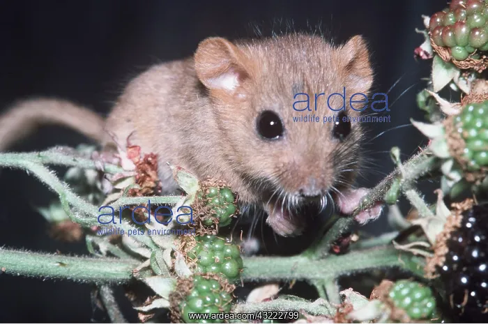 : Common / Hazel DORMOUSE - juvenile on blackberry branch : Common / Hazel DORMOUSE - juvenile on blackberry branch