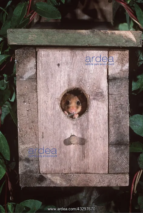 : Common / Hazel DORMOUSE - peeps out of nest box : Common / Hazel DORMOUSE - peeps out of nest box