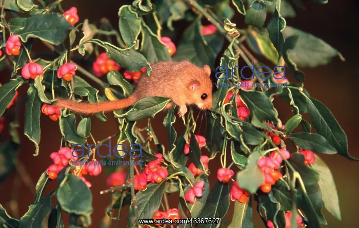 : Common / Hazel DORMOUSE - amongst Spindle berries : Common / Hazel DORMOUSE - amongst Spindle berries