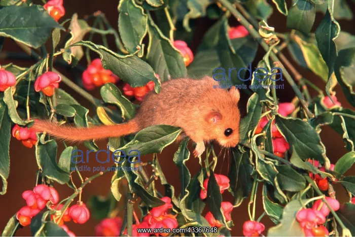 : Common / Hazel DORMOUSE - on spindle berries : Common / Hazel DORMOUSE - on spindle berries