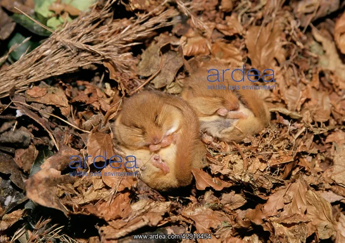 : Common / Hazel DORMOUSE- X2 Hibernating : Common / Hazel DORMOUSE- X2 Hibernating