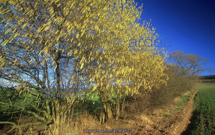 : Common HAZEL - Flowering in February in hedge : Common HAZEL - Flowering in February in hedge
